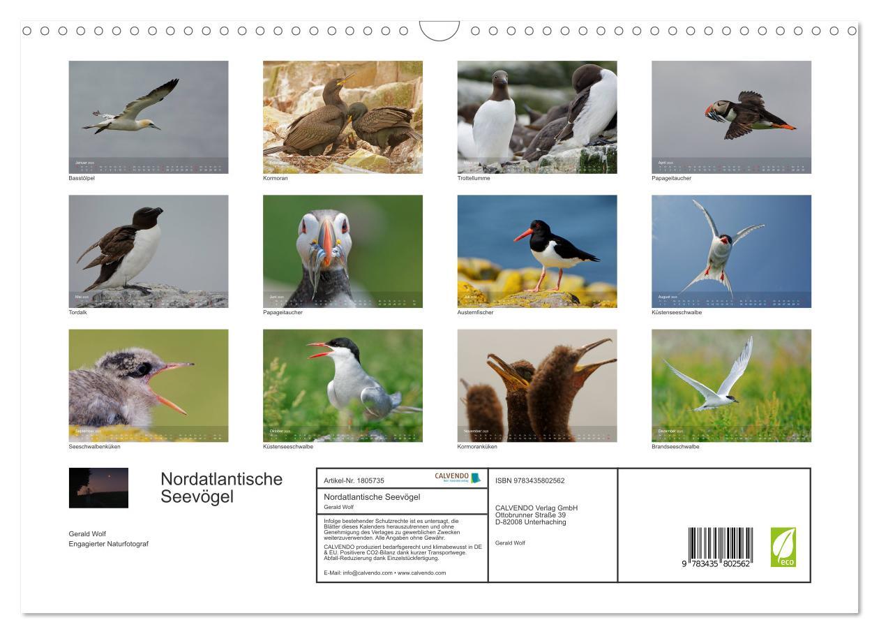 Bild: 9783435802562 | Nordatlantische Seevögel (Wandkalender 2025 DIN A3 quer), CALVENDO...