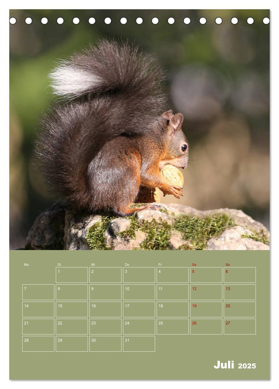 Bild: 9783435991075 | Eichhörnchen - Planer (Tischkalender 2025 DIN A5 hoch), CALVENDO...