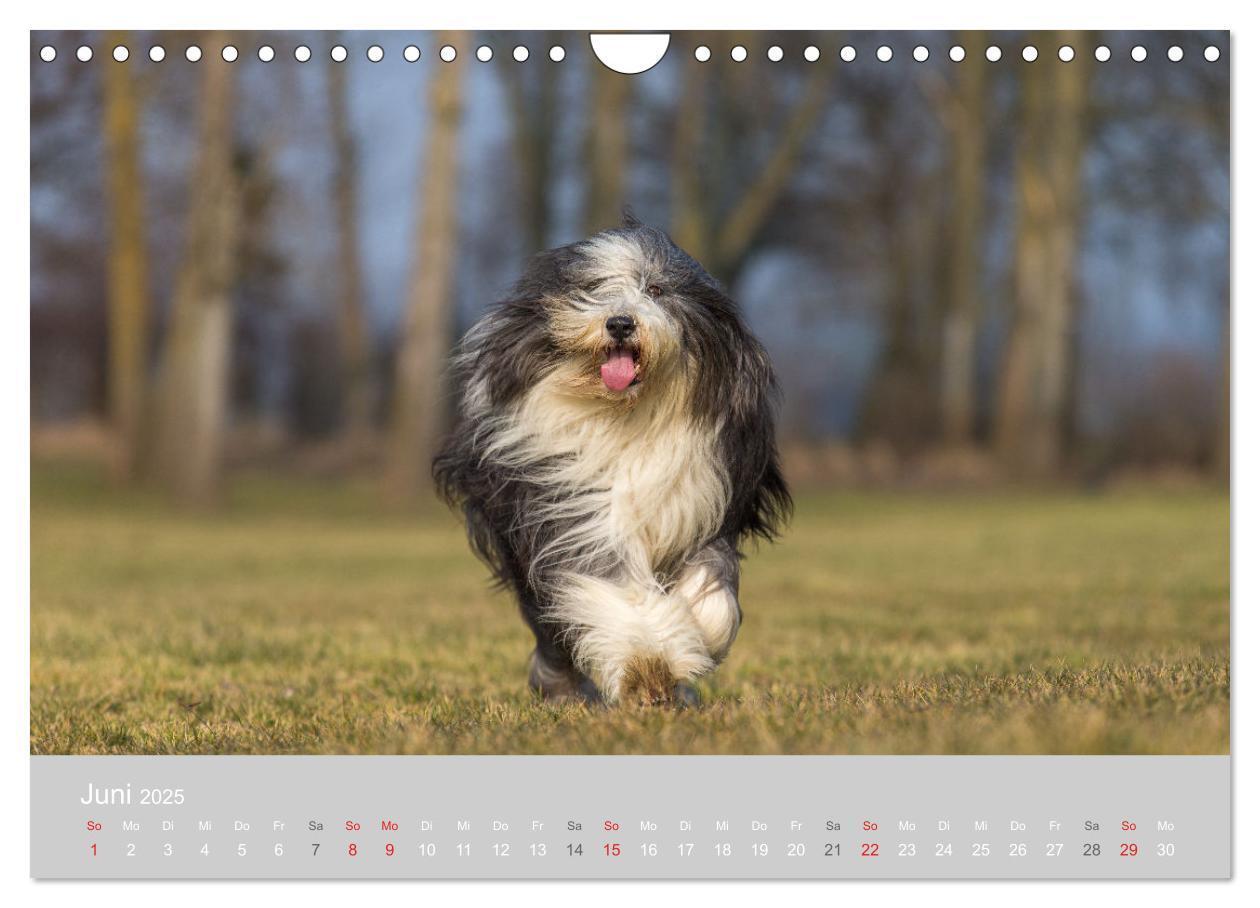 Bild: 9783435427239 | BEARDED COLLIES 2025 (Wandkalender 2025 DIN A4 quer), CALVENDO...