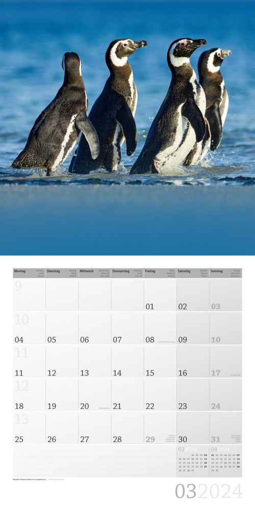 Bild: 9783838444253 | Pinguine Kalender 2024 - 30x30 | Ackermann Kunstverlag | Kalender