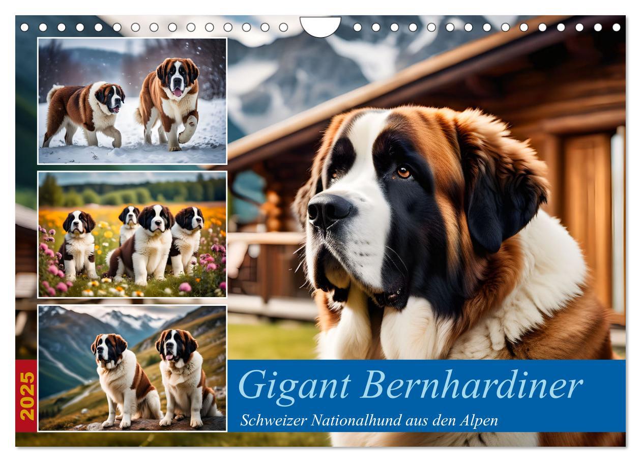 Cover: 9783457220511 | Gigant Bernhardiner (Wandkalender 2025 DIN A4 quer), CALVENDO...