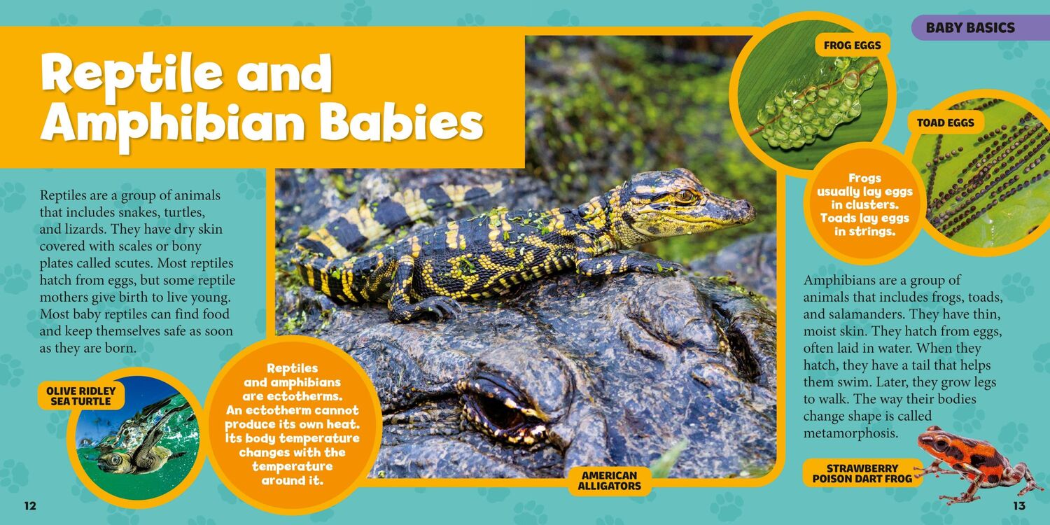 Bild: 9788863125412 | Mein großes Buch der Tierbabys | National Geographic Kids | Maya Myers