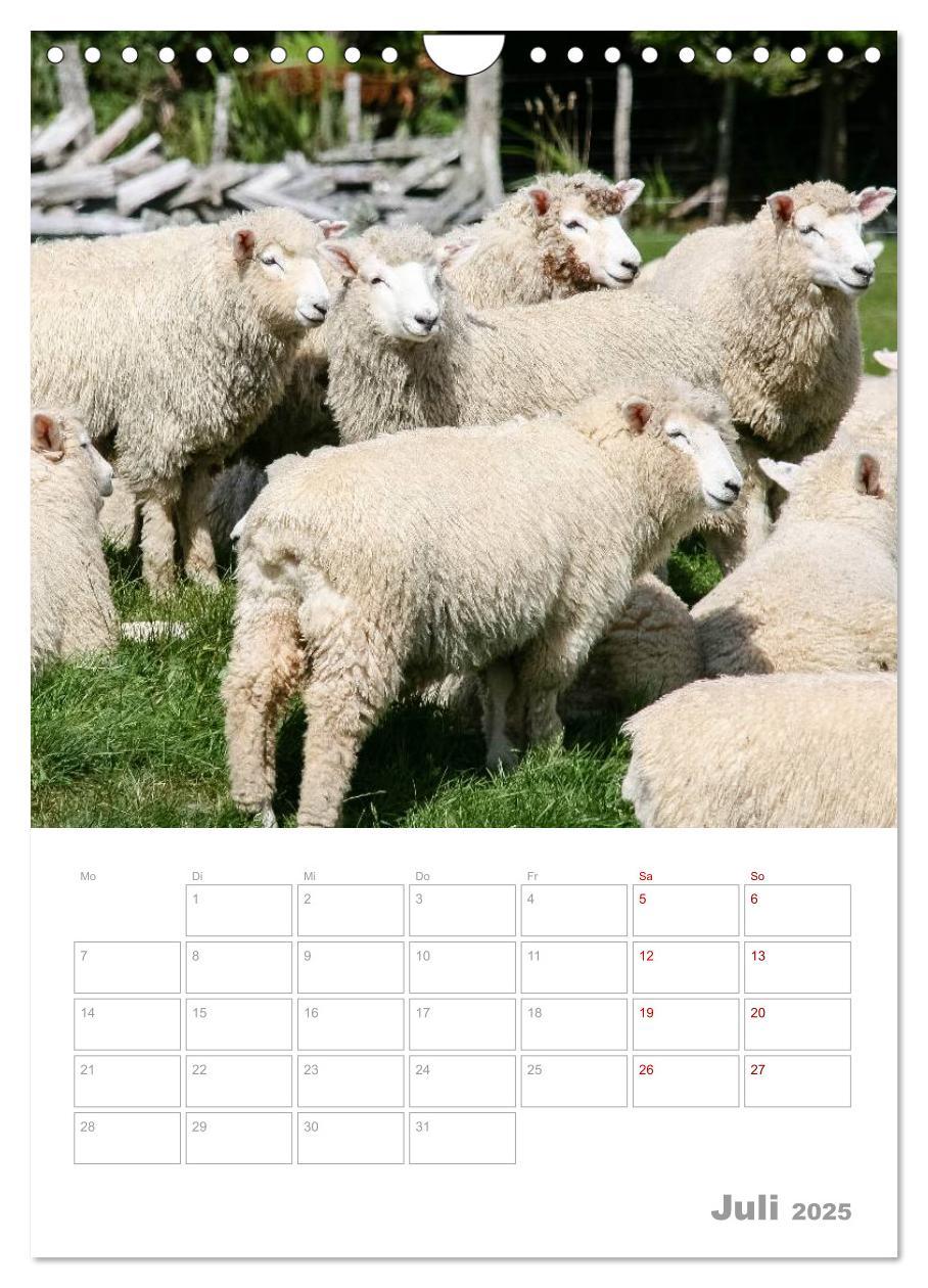 Bild: 9783435994250 | Kalenderplaner g'day Neuseeland 2025 (Wandkalender 2025 DIN A4...