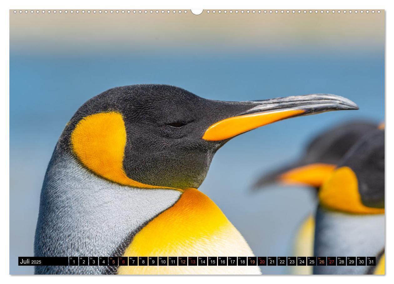 Bild: 9783435077793 | Königspinguine an der Bluff Cove (hochwertiger Premium Wandkalender...