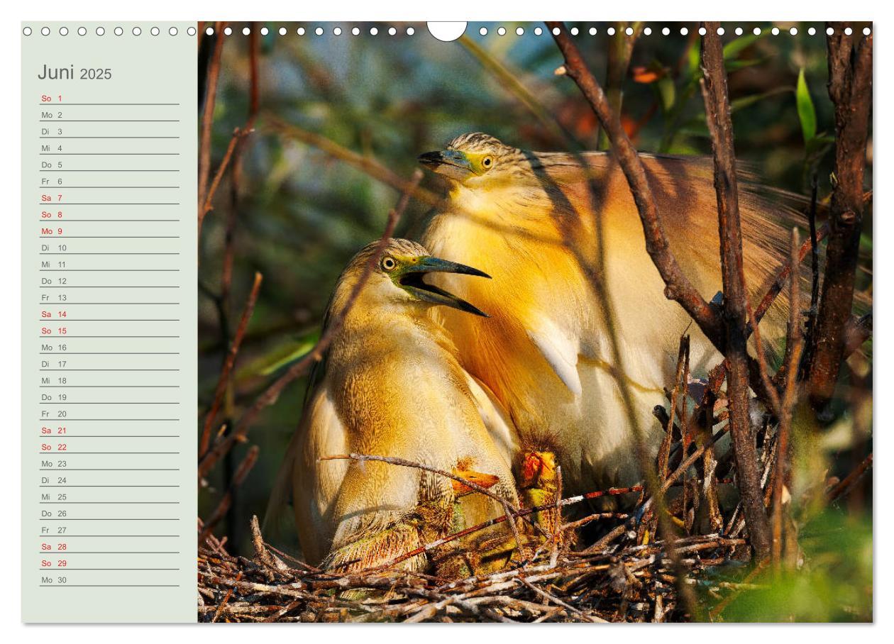 Bild: 9783435116911 | Donaudelta - Tierparadies am Schwarzen Meer (Wandkalender 2025 DIN...