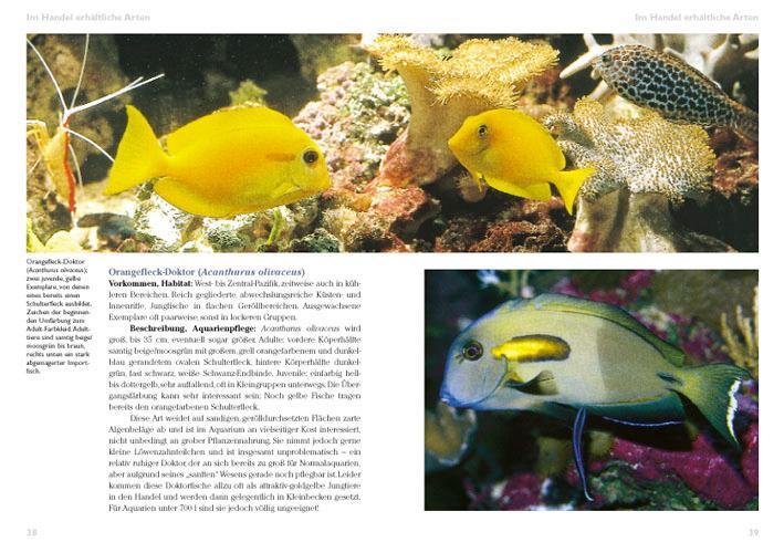 Bild: 9783866590823 | Doktorfische im Meerwasseraquarium | Ellen Thaler | Taschenbuch | 2008