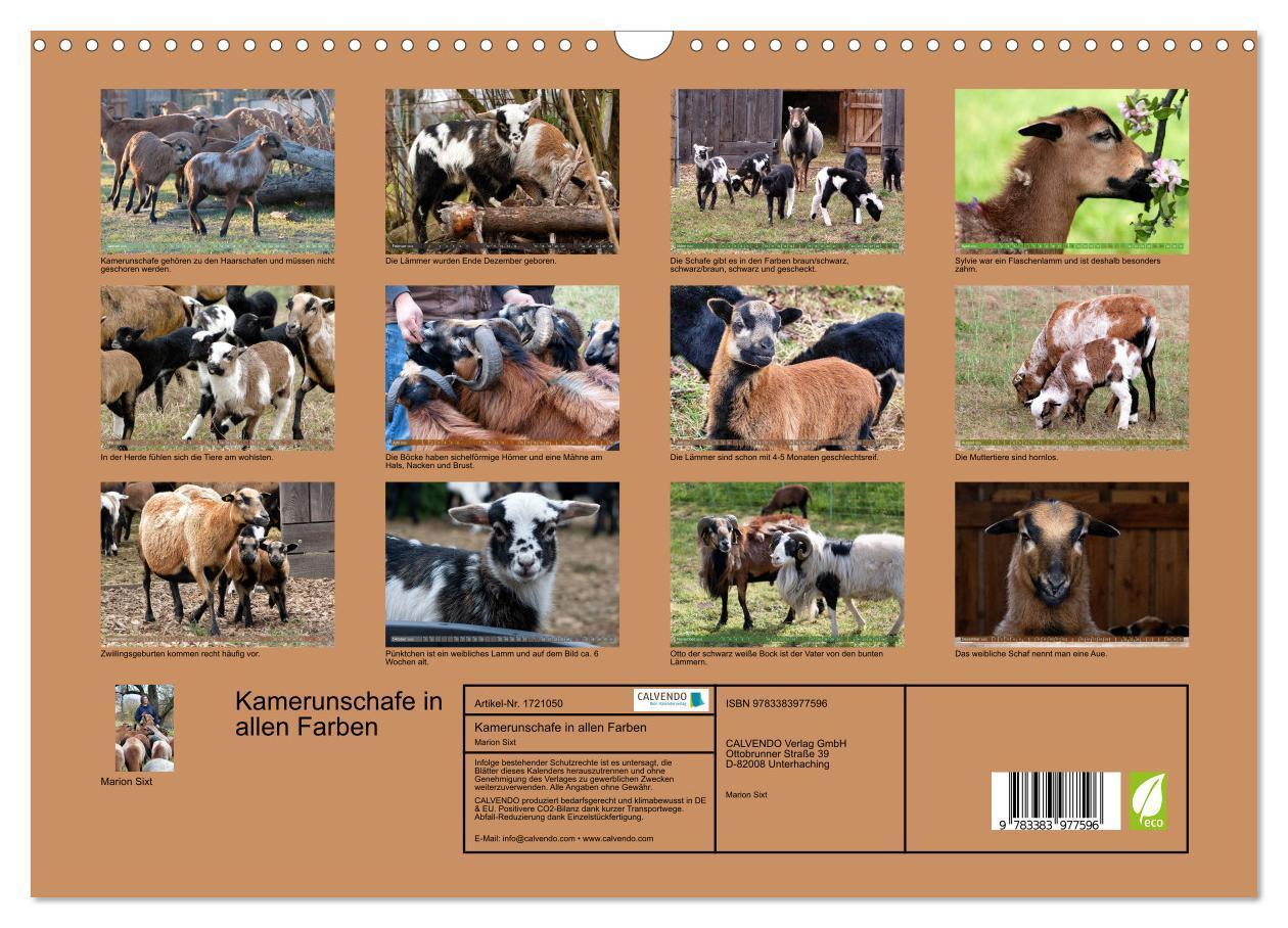 Bild: 9783383977596 | Kamerunschafe in allen Farben (Wandkalender 2025 DIN A3 quer),...