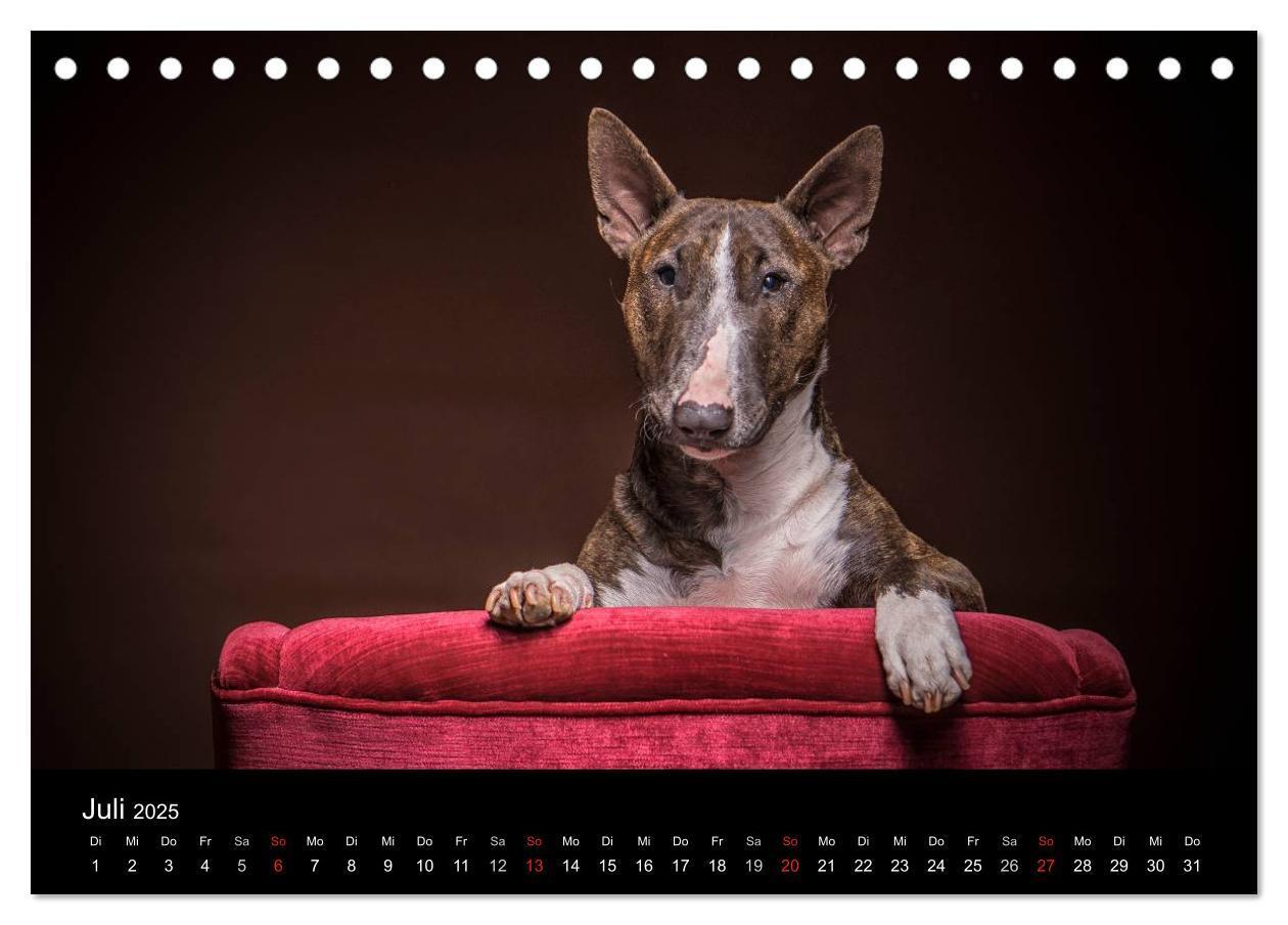 Bild: 9783435557431 | Bullterrier (Tischkalender 2025 DIN A5 quer), CALVENDO Monatskalender