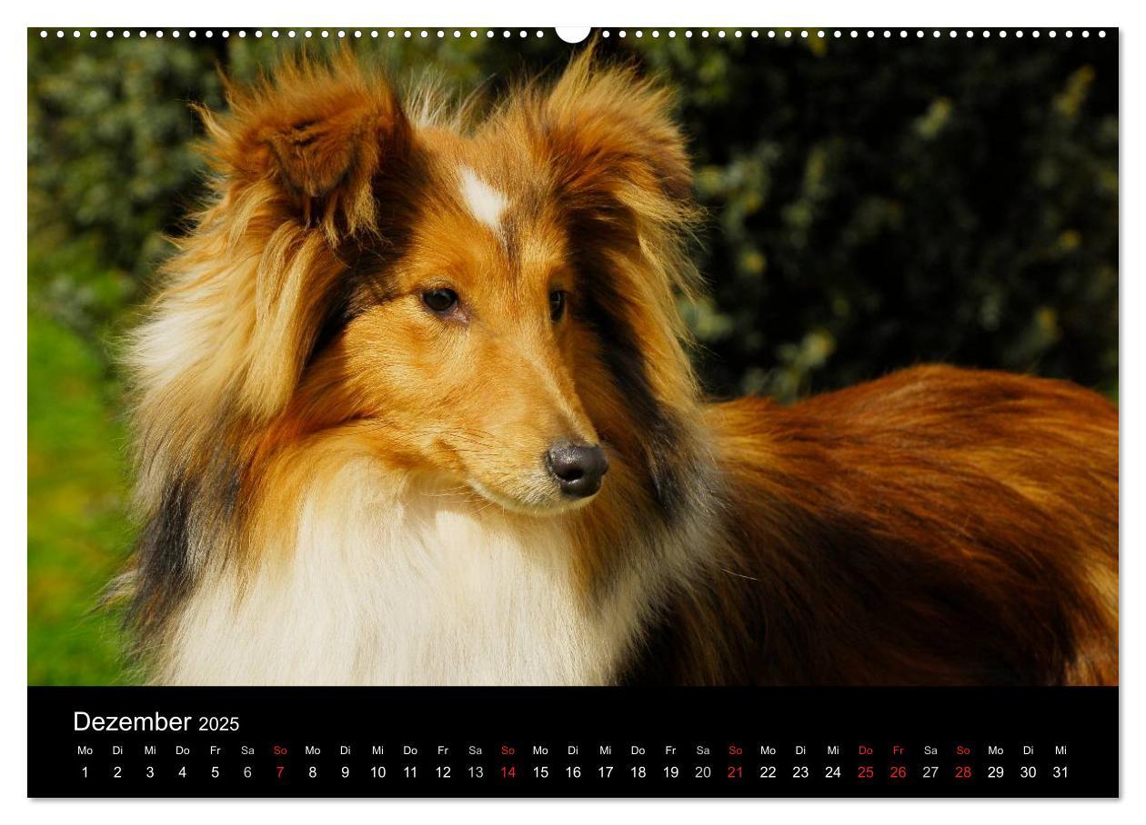 Bild: 9783435767892 | Sheltie 2025 (Wandkalender 2025 DIN A2 quer), CALVENDO Monatskalender