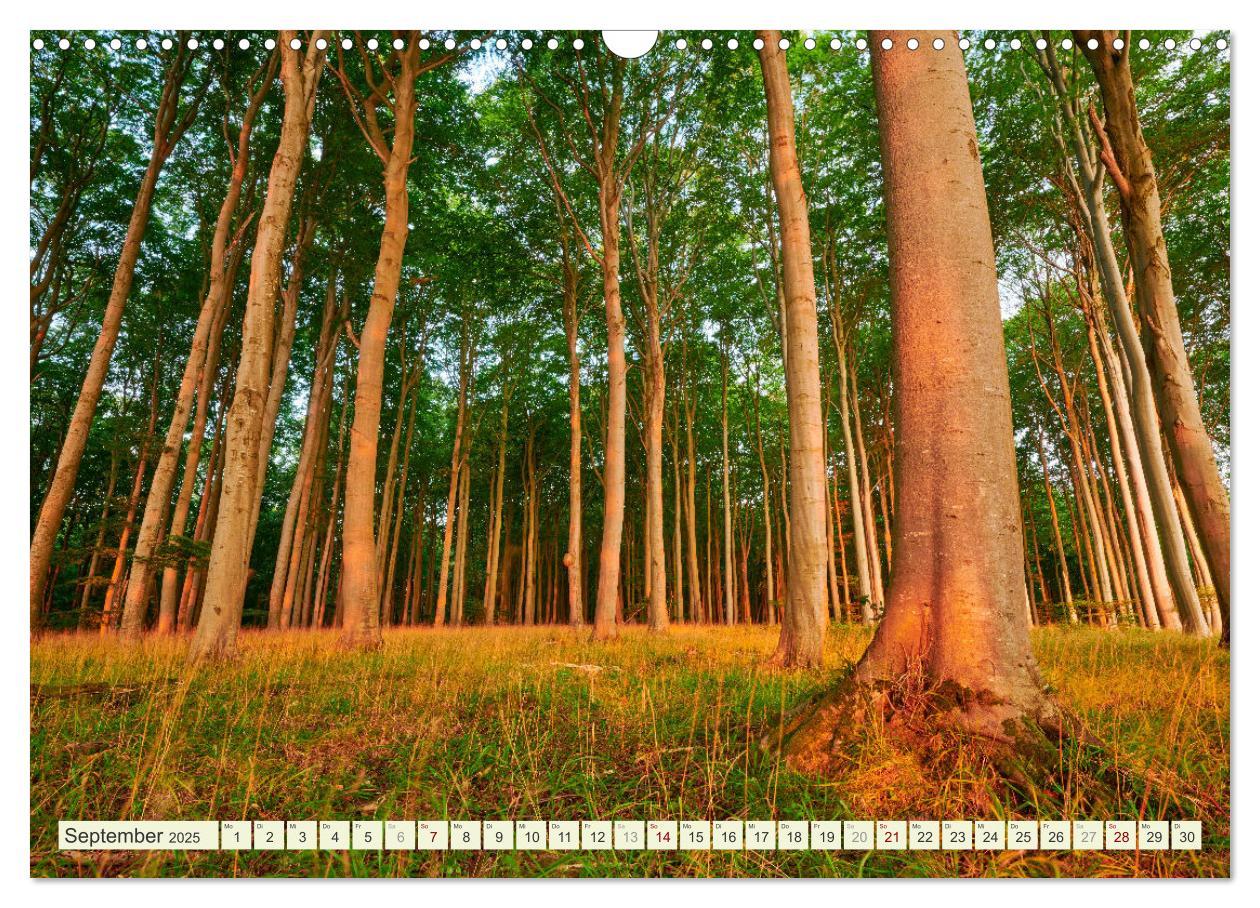 Bild: 9783383939099 | Rügen - Jasmund Nationalpark (Wandkalender 2025 DIN A3 quer),...