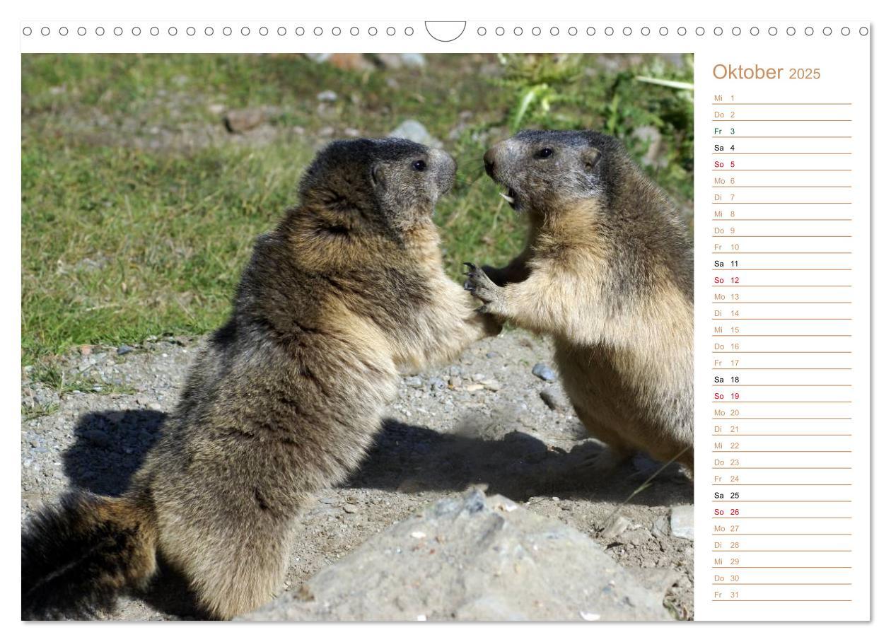 Bild: 9783435512027 | Wildlife - Verspielte Murmeltiere (Wandkalender 2025 DIN A3 quer),...