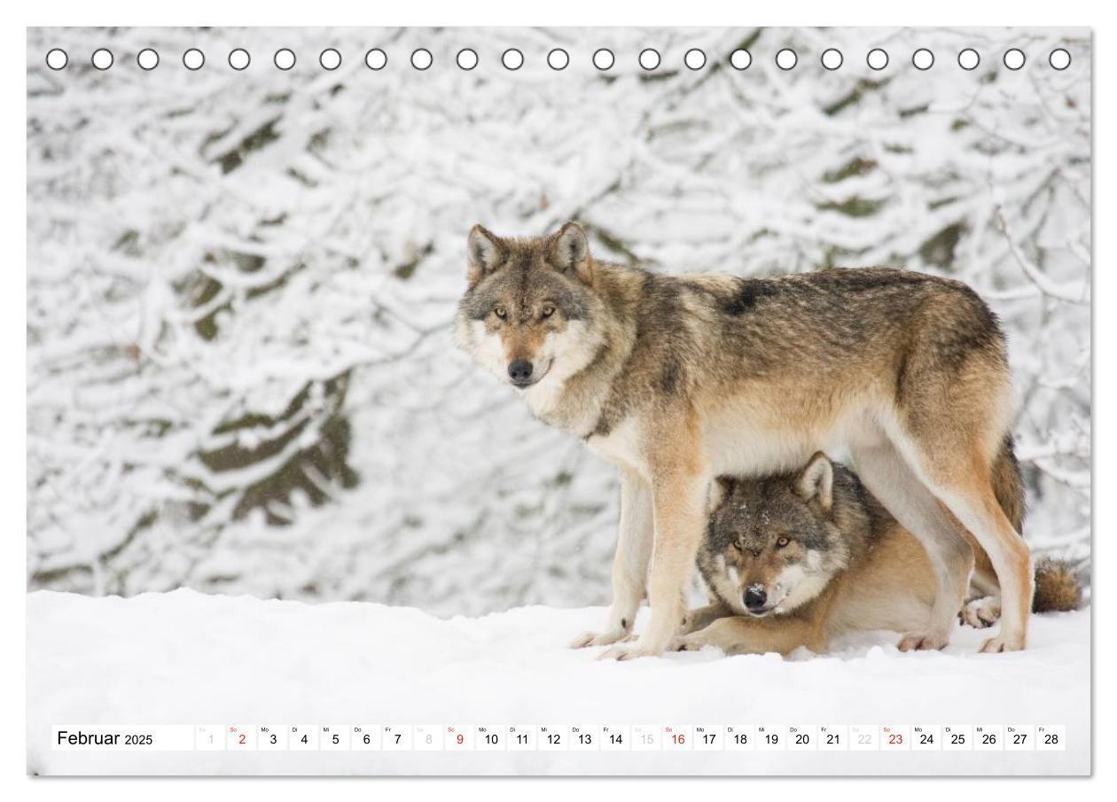 Bild: 9783435490035 | Mit dem Wolf durch's Jahr (Tischkalender 2025 DIN A5 quer),...