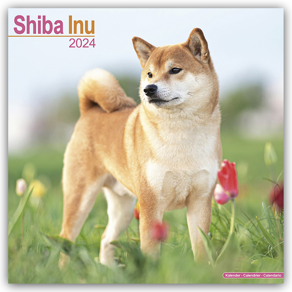 Cover: 9781804600931 | Shiba Inu 2024 - 16-Monatskalender | Avonside Publishing Ltd | 13 S.
