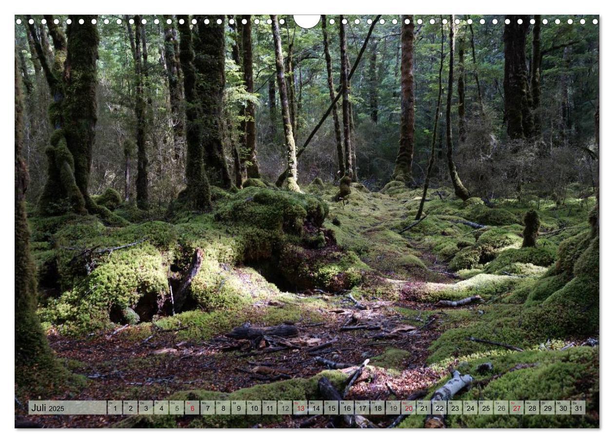 Bild: 9783435622603 | Primärwald - Neuseeland (Wandkalender 2025 DIN A3 quer), CALVENDO...