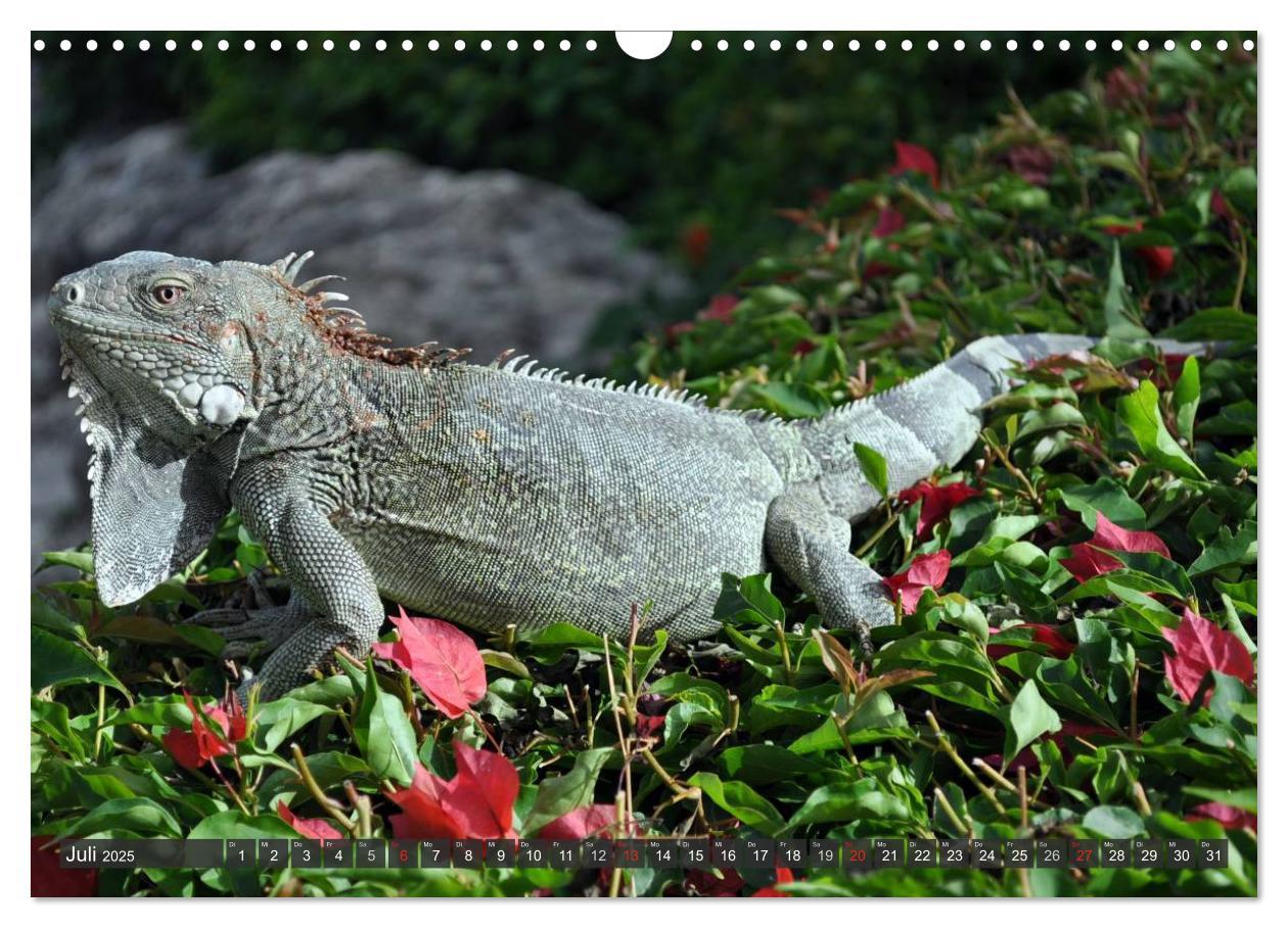 Bild: 9783435793099 | Wilde Fauna - Reptilien (Wandkalender 2025 DIN A3 quer), CALVENDO...