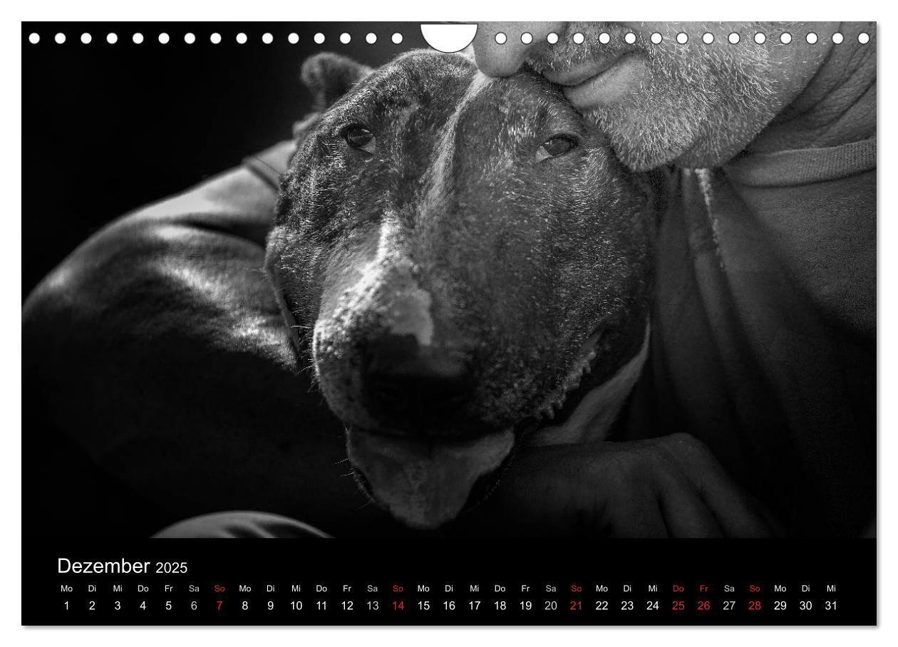 Bild: 9783435566716 | Bullterrier (Wandkalender 2025 DIN A4 quer), CALVENDO Monatskalender