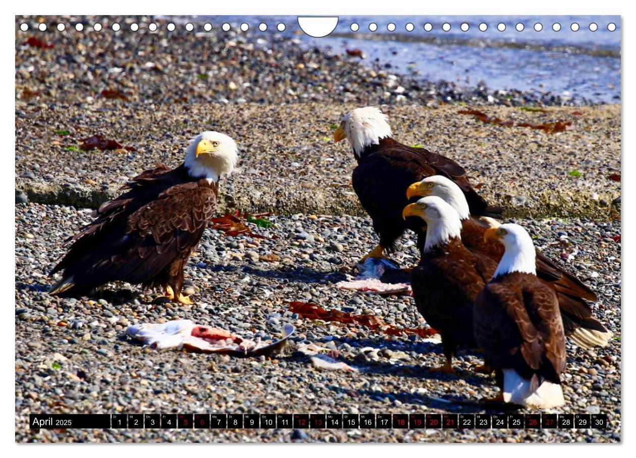 Bild: 9783435347636 | Weißkopfseeadler. Herrscher der Lüfte. 2025 (Wandkalender 2025 DIN...