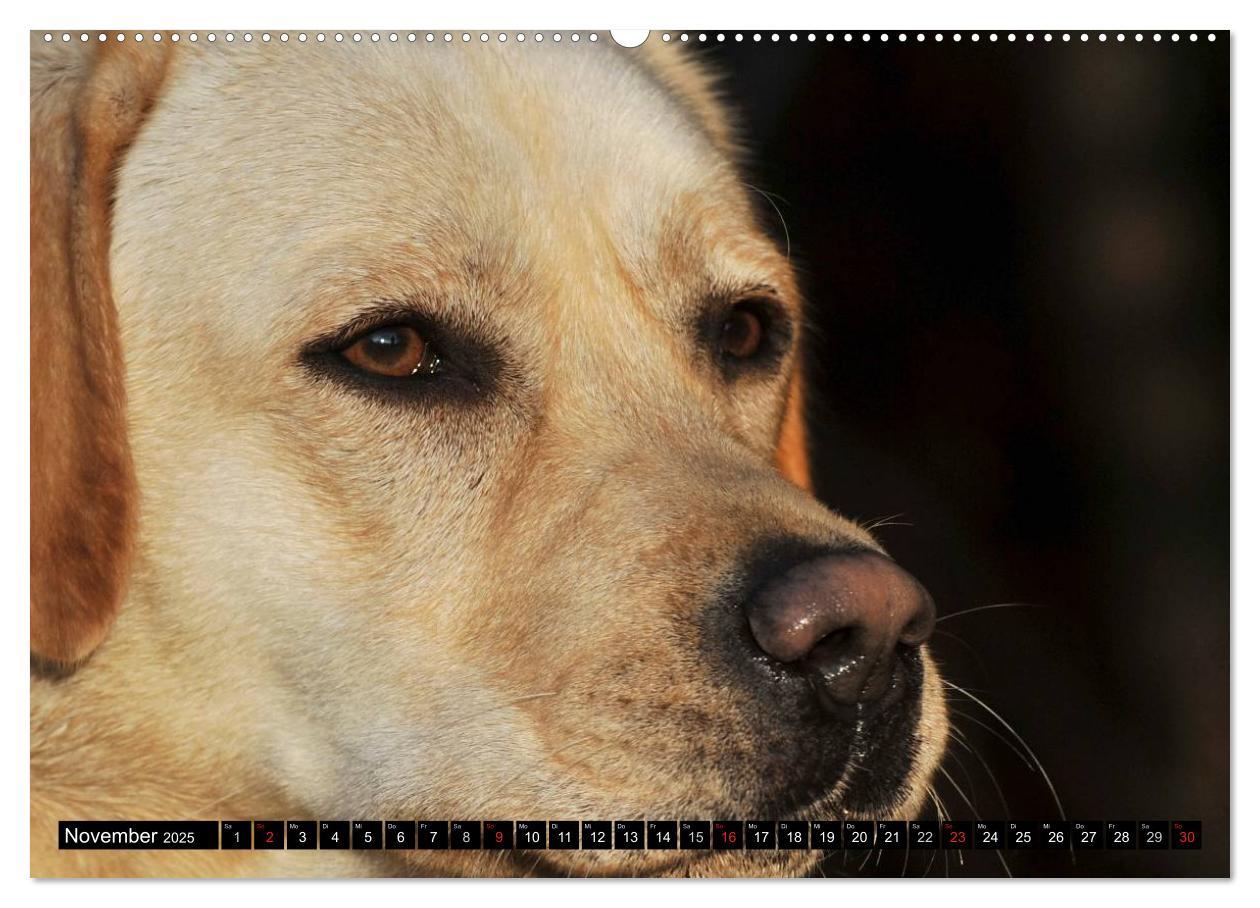 Bild: 9783435640805 | Labrador Retriever - ein Herz auf 4 Pfoten (Wandkalender 2025 DIN...