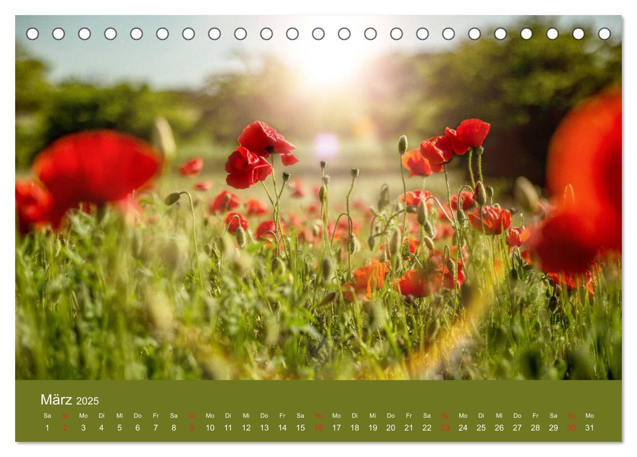 Bild: 9783435121458 | Mohnblumen Romantik (Tischkalender 2025 DIN A5 quer), CALVENDO...