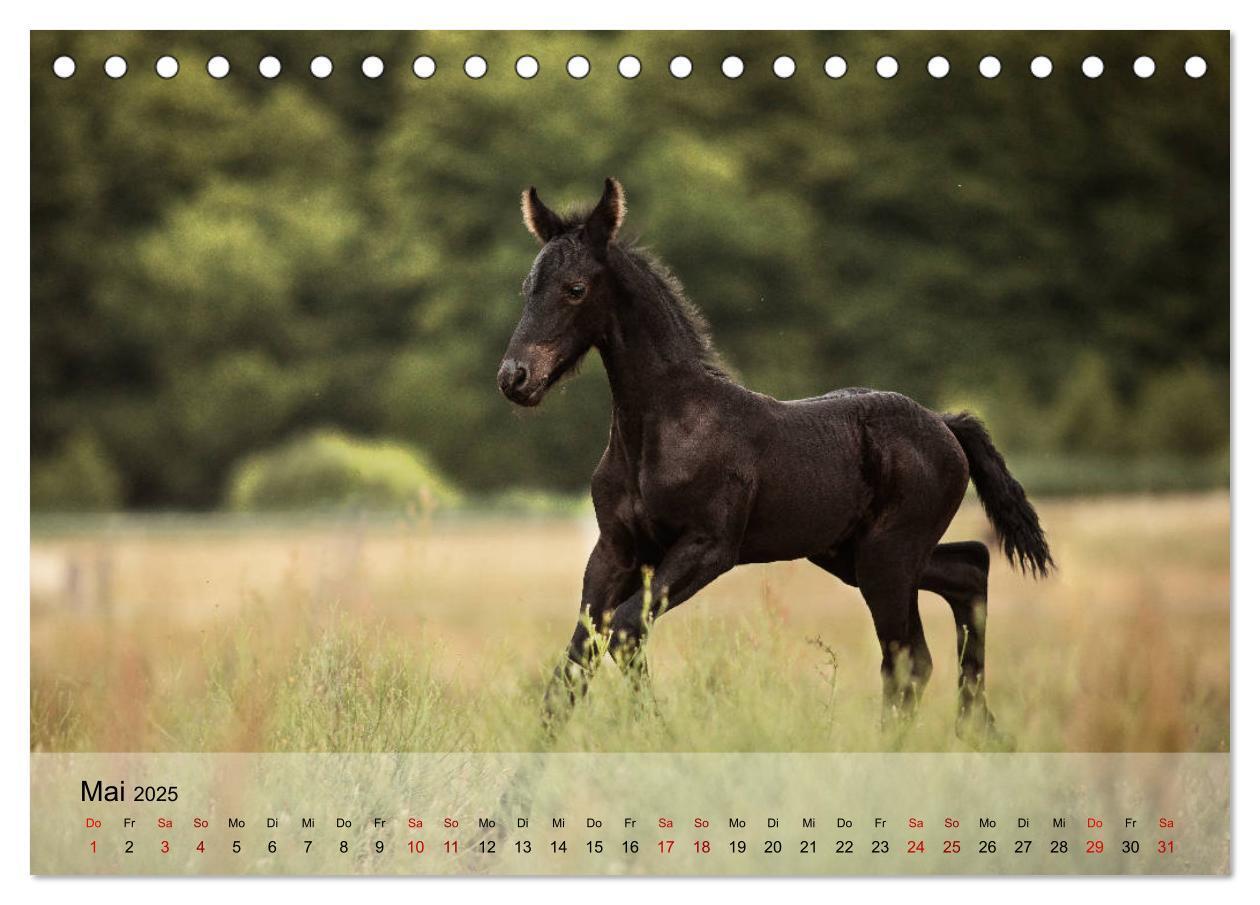 Bild: 9783435288441 | Pferdezauber 2025 (Tischkalender 2025 DIN A5 quer), CALVENDO...