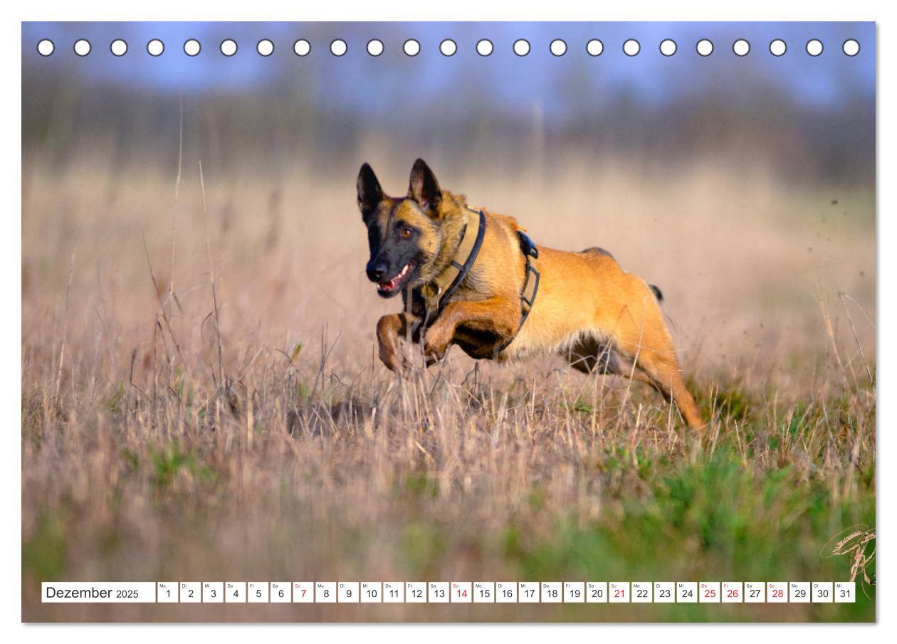 Bild: 9783435144457 | Malinois - belgischer Schäferhund (Tischkalender 2025 DIN A5 quer),...