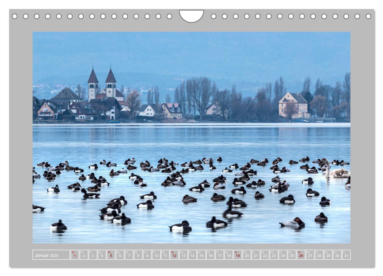 Bild: 9783435367382 | Insel Reichenau - Größte Insel im Bodensee (Wandkalender 2025 DIN...