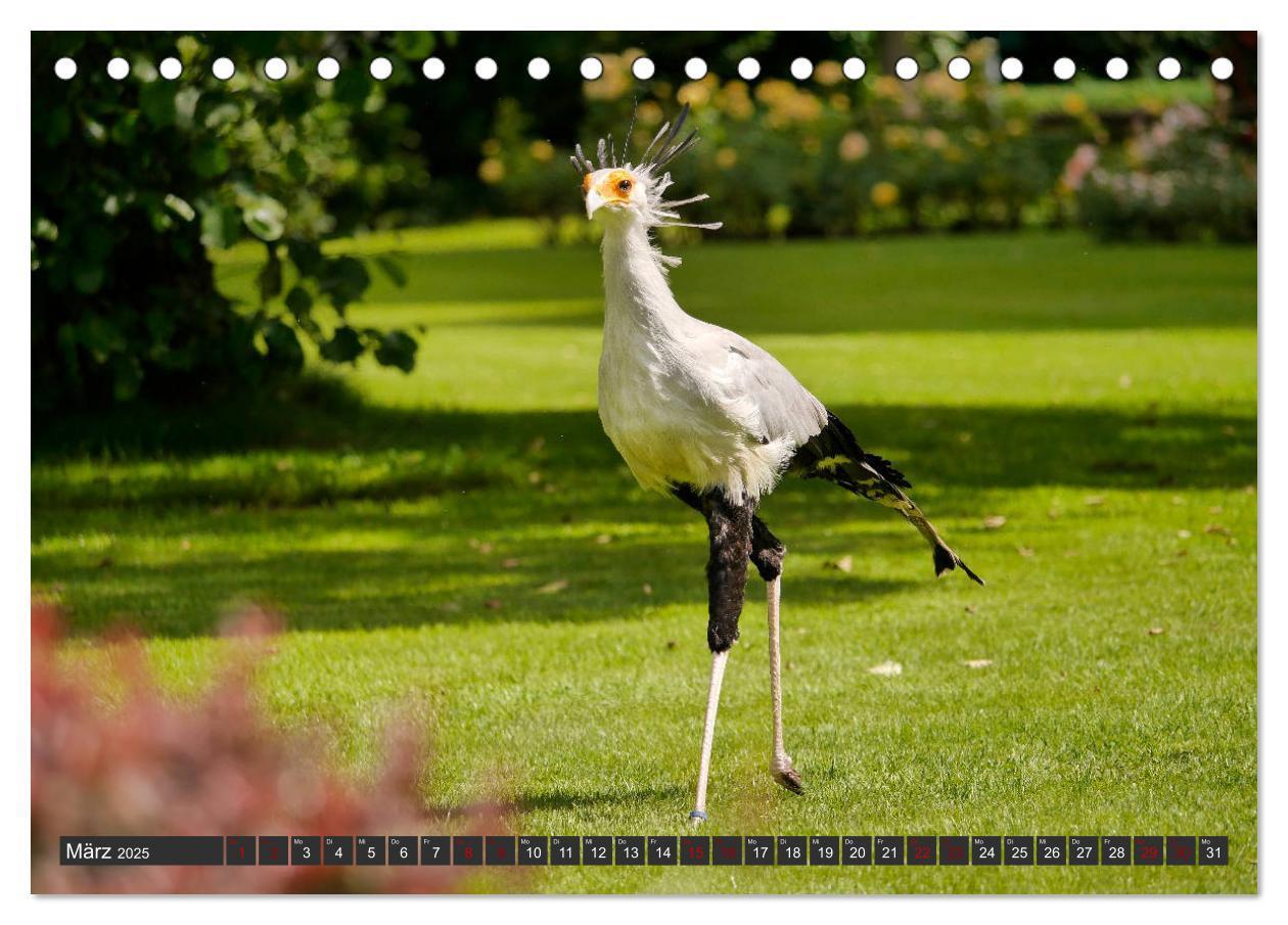 Bild: 9783435361144 | Weltvogelpark Walsrode - Die Vielfalt der Vogelarten (Tischkalender...