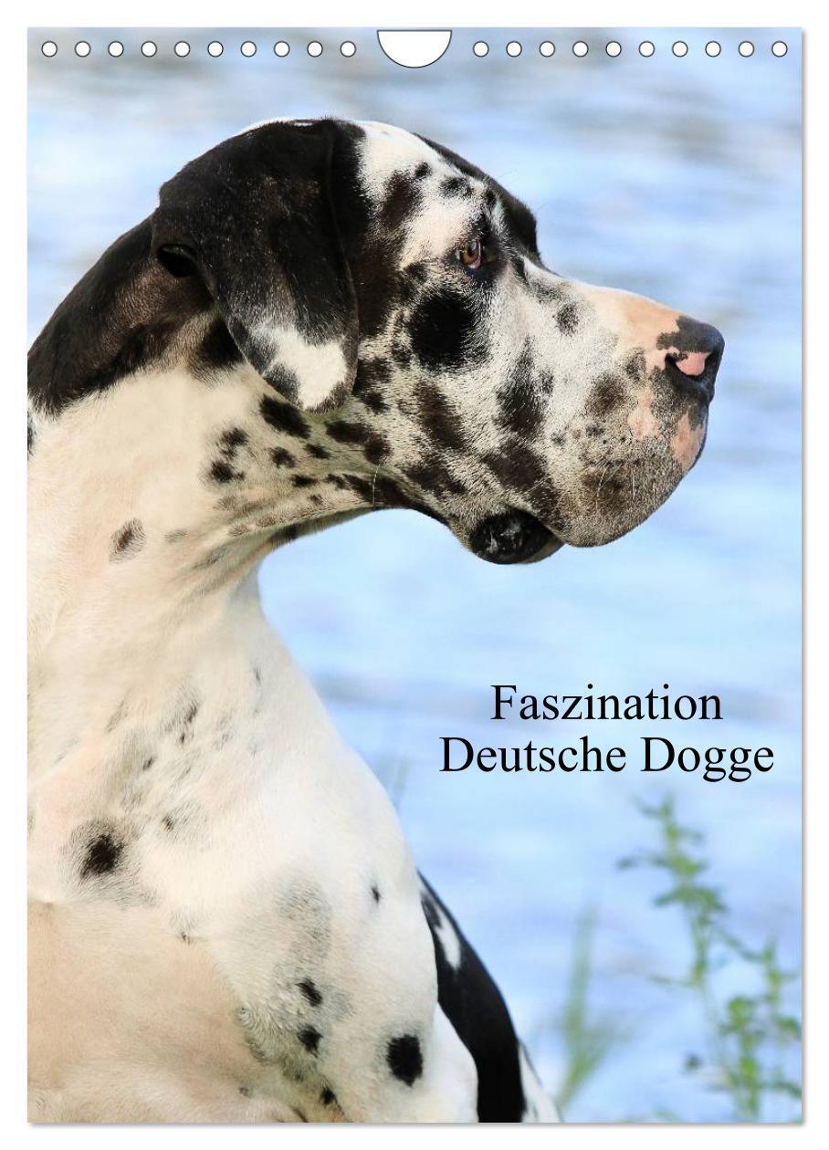 Cover: 9783383276088 | Faszination Deutsche Dogge (Wandkalender 2024 DIN A4 hoch),...