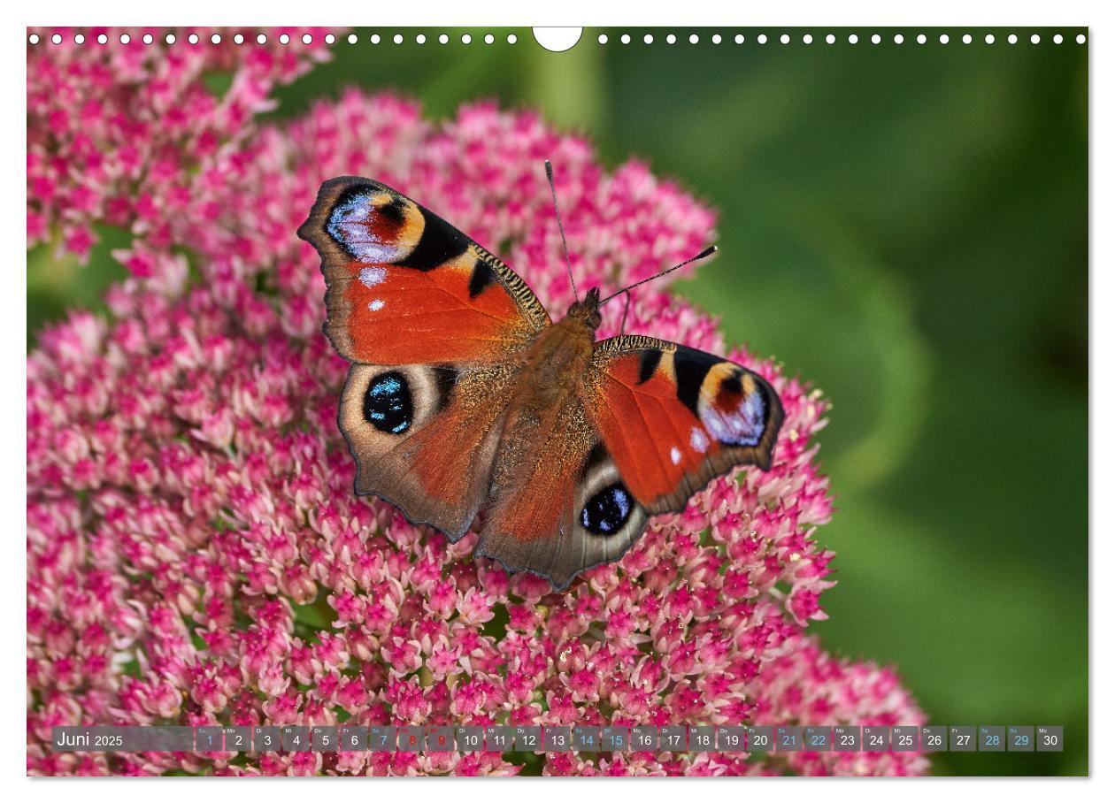 Bild: 9783383973659 | Schmetterlinge - von Blüte zu Blüte - (Wandkalender 2025 DIN A3...