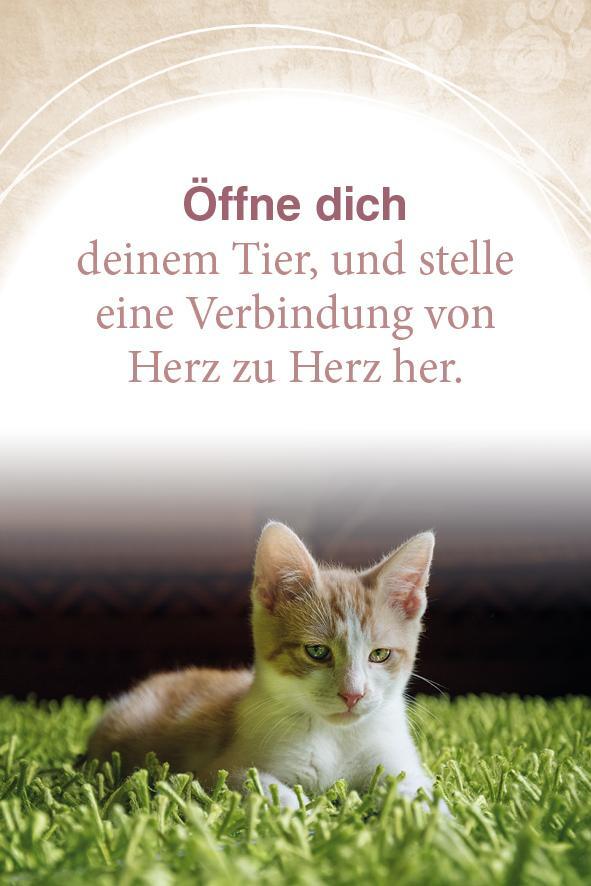 Bild: 9783843491822 | Mit Tieren kommunizieren | 40 Karten mit Anleitung | Taschenbuch