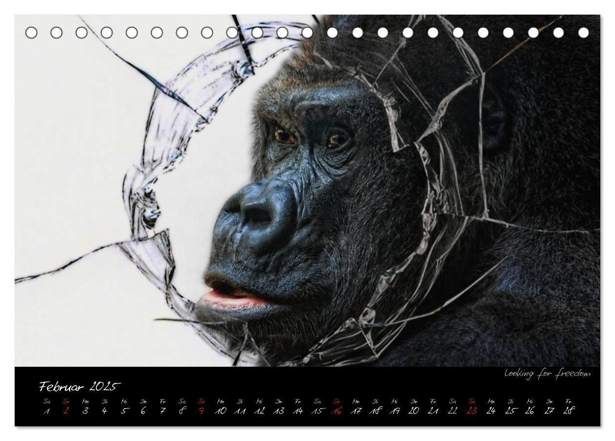 Bild: 9783435726028 | Gorilla (Tischkalender 2025 DIN A5 quer), CALVENDO Monatskalender