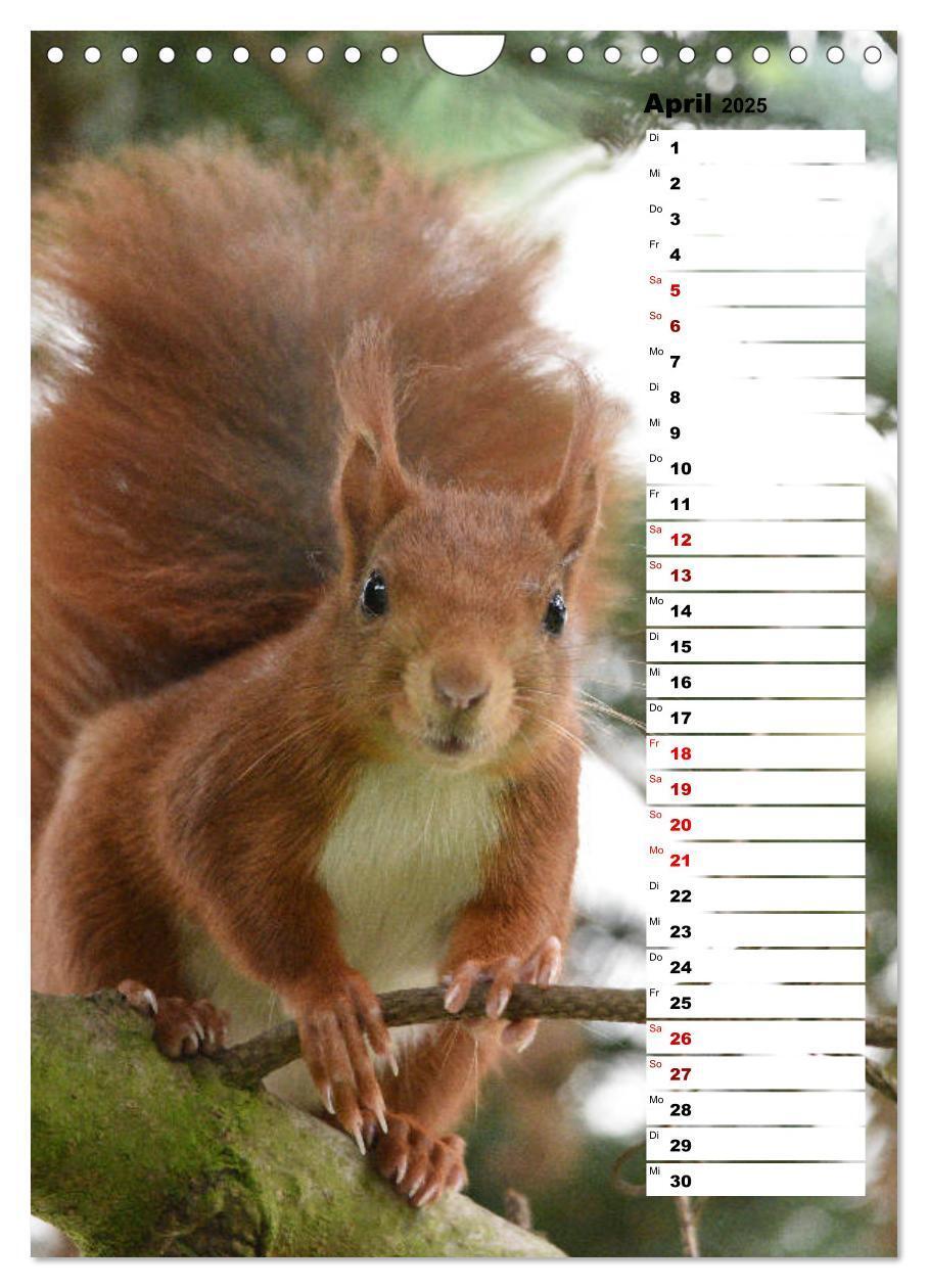 Bild: 9783435985302 | Eichhörnchen - kleine Tiere, große Liebe (Wandkalender 2025 DIN A4...