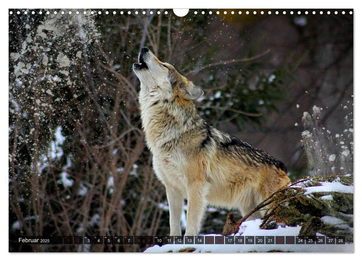 Bild: 9783435263714 | Begegnung mit dem Wolf (Wandkalender 2025 DIN A3 quer), CALVENDO...