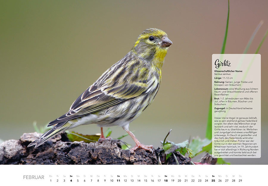 Bild: 9783966646253 | Unsere Gartenvögel Kalender 2024 | Kalender | Spiralbindung | 14 S.