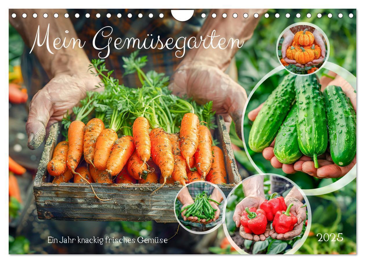 Cover: 9783383795572 | Mein Gemüsegarten - Ein Jahr knackig frisches Gemüse (Wandkalender...