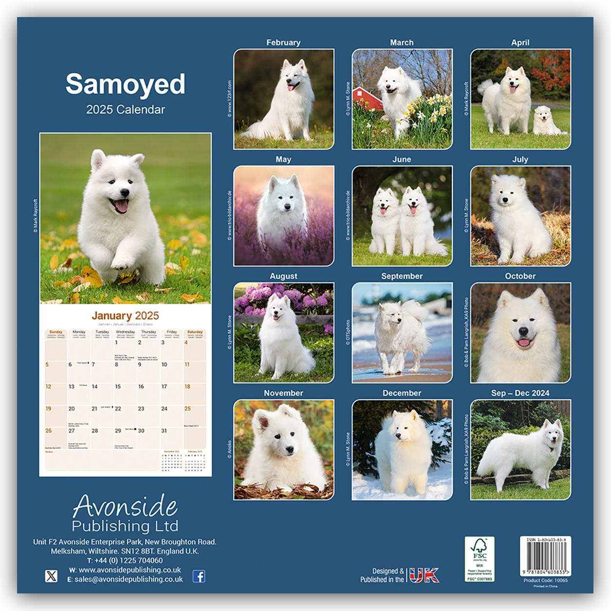 Rückseite: 9781804603833 | Samoyed - Samojeden 2025 - 16-Monatskalender | Avonside Publishing Ltd