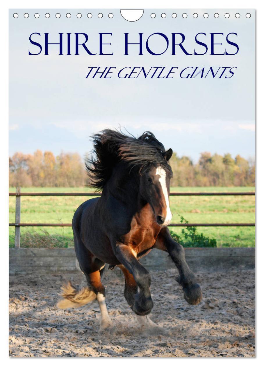 Cover: 9781325973057 | Shire Horses The Gentle Giants (Wall Calendar 2025 DIN A4...