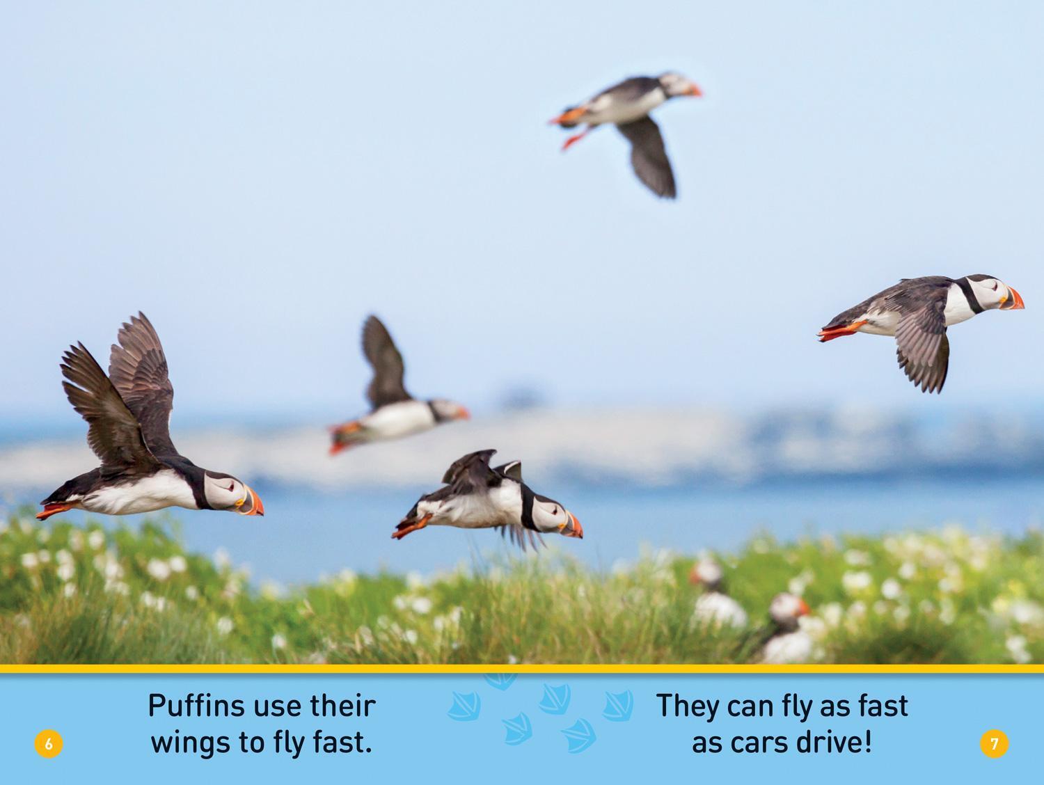 Bild: 9781426335044 | National Geographic Readers: Puffins (Prereader) | Maya Myers | Buch