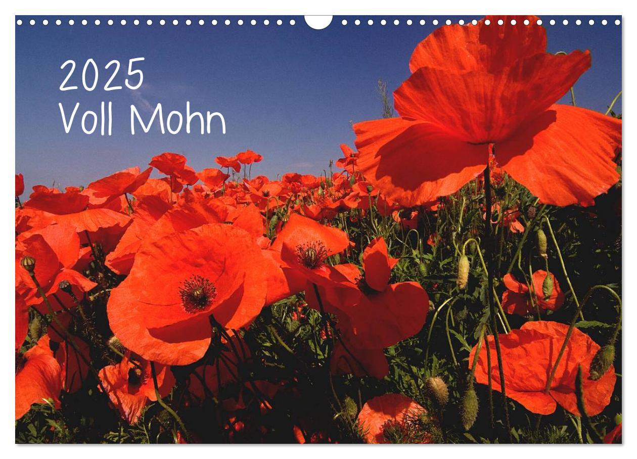 Cover: 9783435829125 | Voll Mohn (Wandkalender 2025 DIN A3 quer), CALVENDO Monatskalender