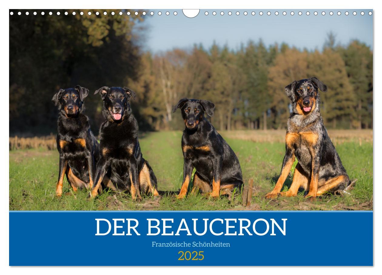 Cover: 9783457197219 | Der Beauceron (Wandkalender 2025 DIN A3 quer), CALVENDO Monatskalender