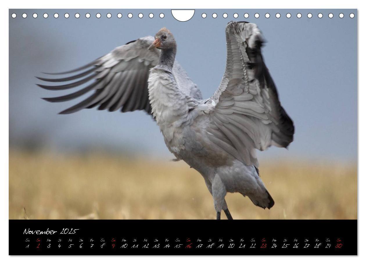 Bild: 9783435817054 | Kraniche - Vögel des Glücks (Wandkalender 2025 DIN A4 quer),...