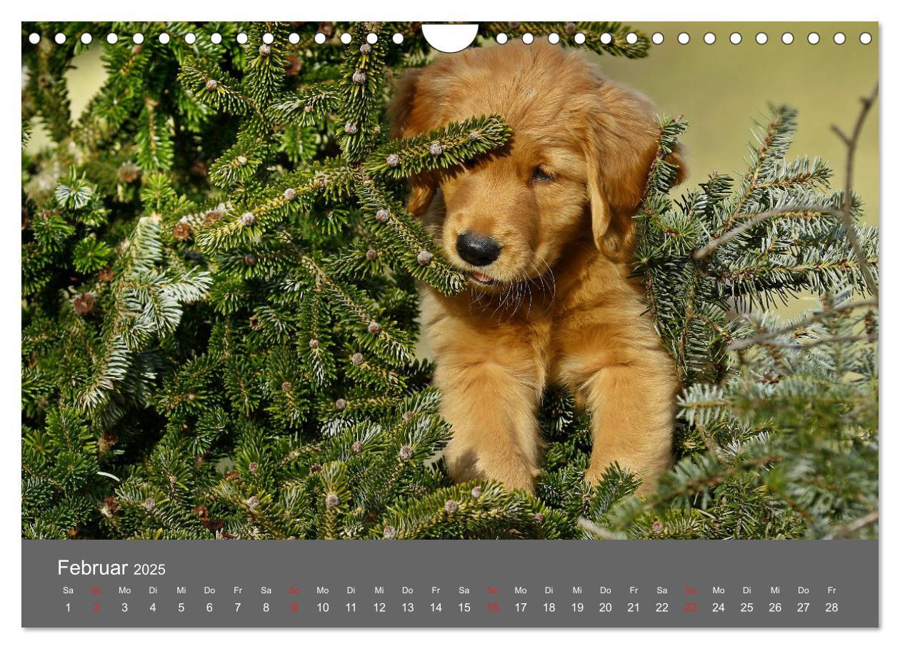 Bild: 9783435307791 | Chesley Kleiner Hund grosse Abenteuer (Wandkalender 2025 DIN A4...