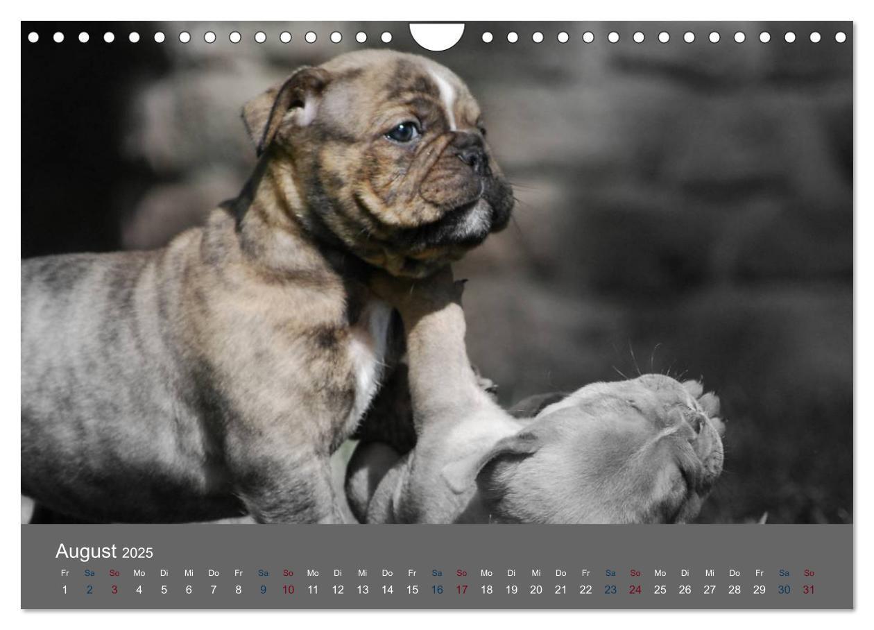 Bild: 9783435761524 | Bulldoggen-Zwerge (Wandkalender 2025 DIN A4 quer), CALVENDO...