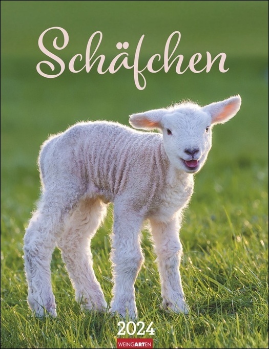 Cover: 9783840085659 | Schäfchen Kalender 2024. Süßer Fotokalender im Großformat....