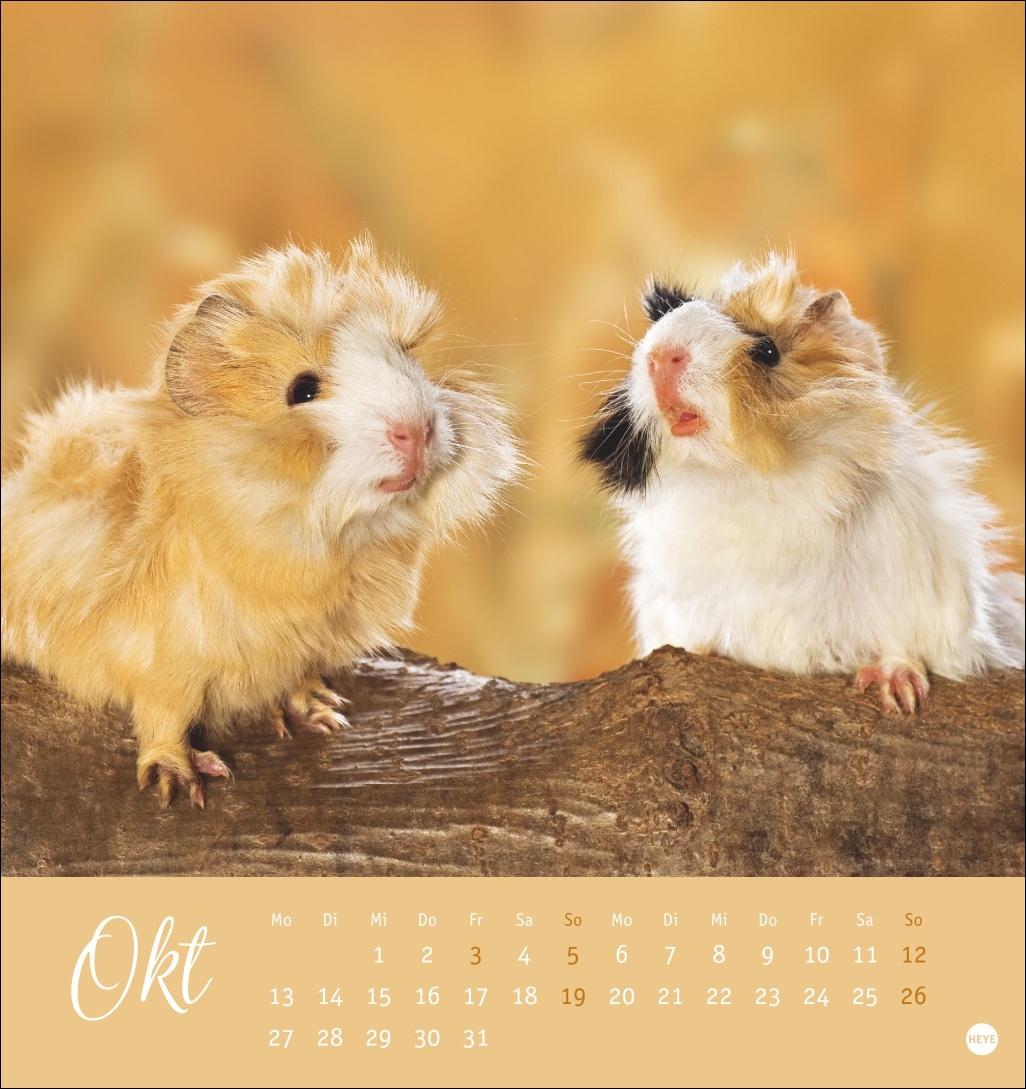 Bild: 9783756407101 | Kuschelige Meerschweinchen Postkartenkalender 2025 | Monika Wegler