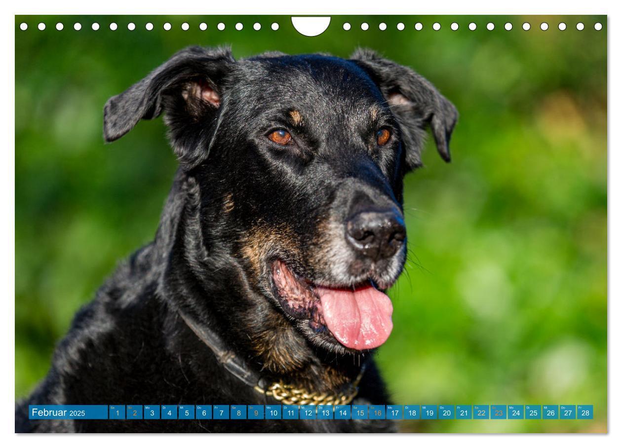 Bild: 9783457197196 | Der Beauceron (Wandkalender 2025 DIN A4 quer), CALVENDO Monatskalender