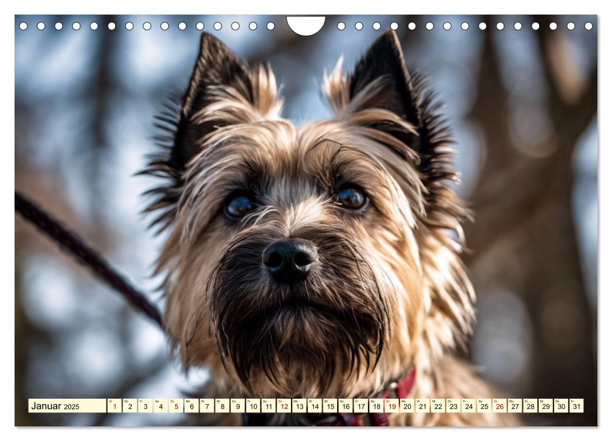 Bild: 9783435408429 | Cairn Terrier - lustiges Raubein aus Schottland (Wandkalender 2025...