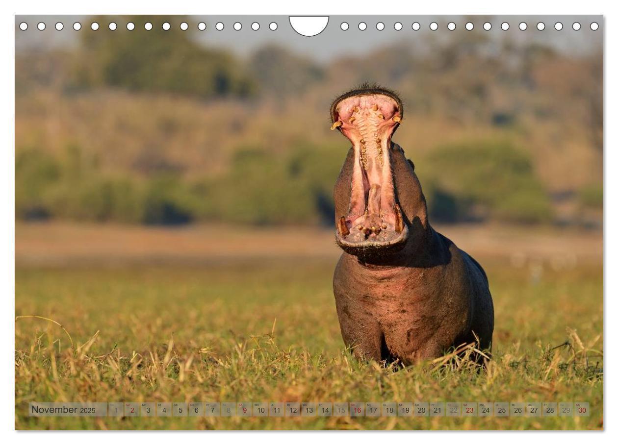 Bild: 9783435761456 | Flusspferde Magie des Augenblicks - Hippos in Afrika (Wandkalender...