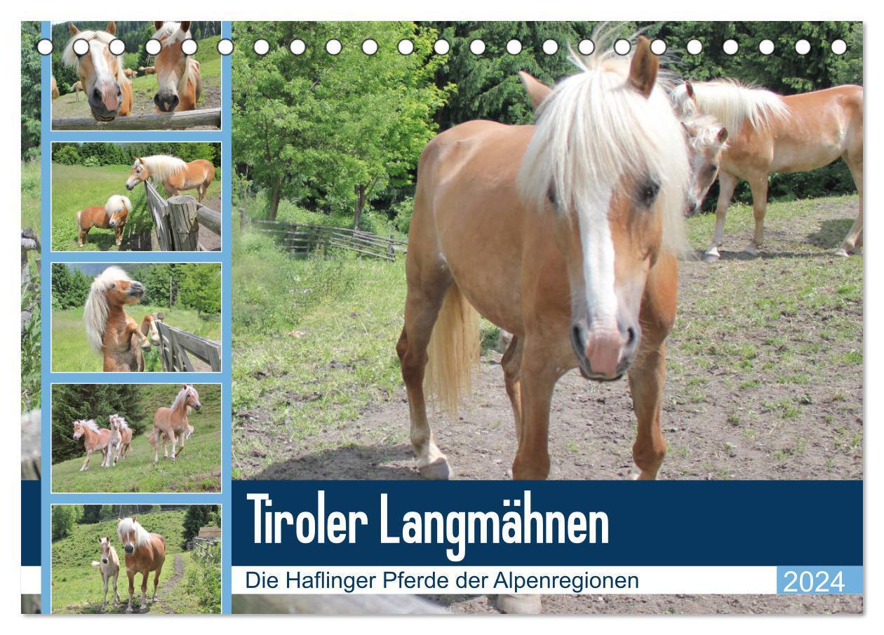 Cover: 9783383205309 | Tiroler Langmähnen (Tischkalender 2024 DIN A5 quer), CALVENDO...