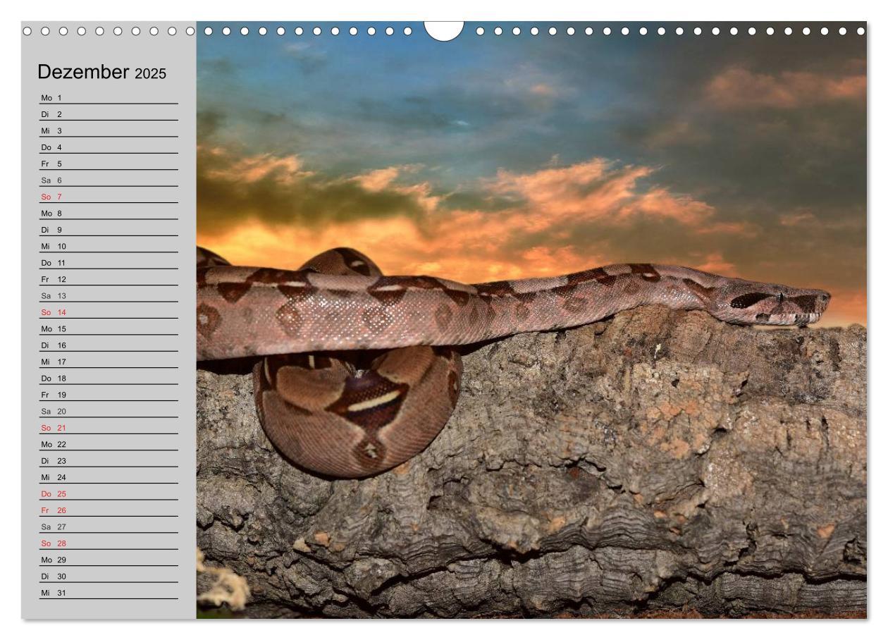 Bild: 9783435529261 | Kaltes Blut. Faszination Reptilien (Wandkalender 2025 DIN A3 quer),...